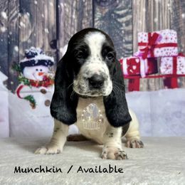 Munchkin - Black and white male Basset Hound puppy in Dingess, West Virginia from Tuckers' Howling Hounds