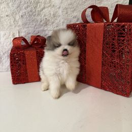 Boy 2 - Blue merle male Pomeranian puppy in Meridian, Idaho from Precious poms