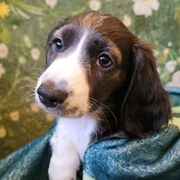 Dorothea - Piebald female Dachshund puppy in Pocasset, Massachusetts from Dachs of the Bay