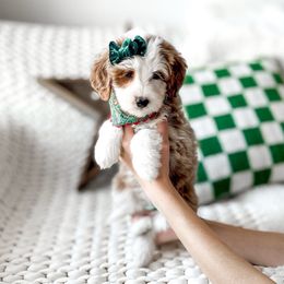 Wednesday - Red female Bernedoodle puppy in Springville, Utah from Happy Doodle