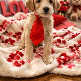 Goldendoodle Puppies from All Tails Entertainment