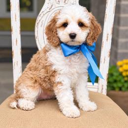 Tuesday 15-20 lbs - Apricot male Goldendoodle puppy in Mapleton, Utah from Natural Doodle Life