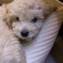 Poodle Puppies from Murphy’s Minis