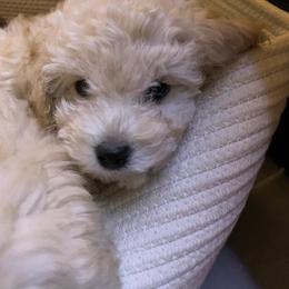 Poodle Puppies from Murphy’s Minis