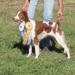 Katniss - Orange and white female Brittany puppy in Alburtis, Pennsylvania from Triumphant Kennels