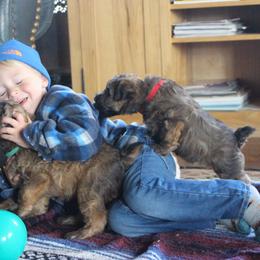 Australian Shepherd and Soft Coated Wheaten Terrier Puppies from Ironwood Ridge Kennels