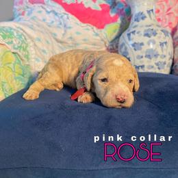 Goldendoodle Puppies from ENC Goldendoodles