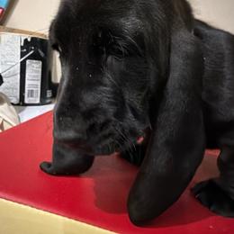 Midnight-Purple - Black and white female Basset Hound puppy in Pflugerville, Texas from Mountain Mama Bassets