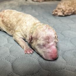 Boy 5 - Cream male Poodle puppy in Quitman, Mississippi from P&D Palace