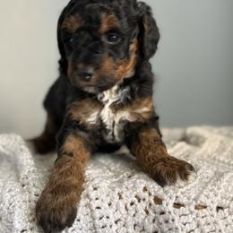 Purple Collar- Jasmin - Phantom female Poodle puppy in Eagle Mountain, Utah from Raintree Poodles