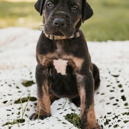 Grey collar - Black female Great Dane puppy in Ulen, Minnesota from Hogenson Family Farm
