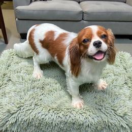 Pumpkin - Cavalier King Charles Spaniel