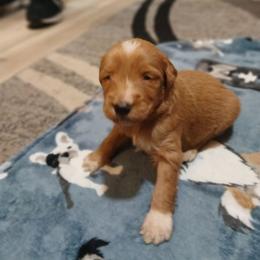 Brighton - Apricot male Goldendoodle puppy in Pleasant Hill, Iowa from Courtney Nicole's Mal Shihs & Goldendoodles