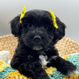 Hazel - Black and silver female Havapoo puppy in Loveland, Colorado from Littledoodles2love