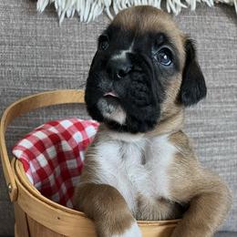Boy 1 - Fawn male Boxer puppy in Plainwell, Michigan from Hope's Beautiful Boxers