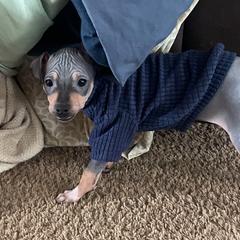 Sting - Black tan and white American Hairless Terrier puppy in Toto, Indiana from Toto Terriers