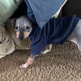 Sting - Black tan and white American Hairless Terrier puppy in Toto, Indiana from Toto Terriers