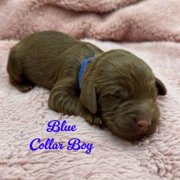 Woody - Chocolate male Australian Labradoodle puppy in Rhode Island from Highland Beach Labradoodles