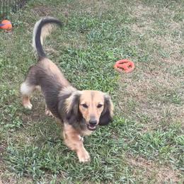 Dewee - Dachshund