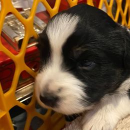 Miniature Australian Shepherds from Wee Cope With Them