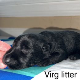 Scottish Terrier Puppies from Oodles of Cuties!