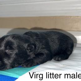 Scottish Terrier Puppies from Oodles of Cuties!