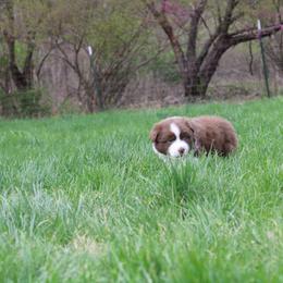 Australian Shepherd Puppies from Starlit Grove Australian Shepherds