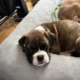 Boxer Puppies from Angela's Boxers