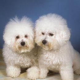 Bichon Frises from Ela's Bichon Frise