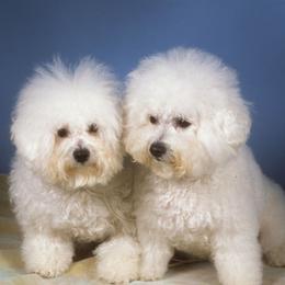 Bichon Frises from Ela's Bichon Frise