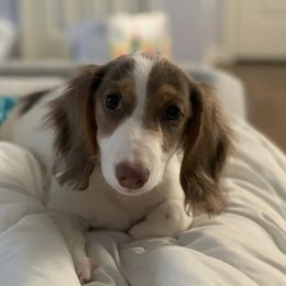 Dachshunds from KaMilira Shore Dachshunds