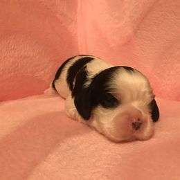 Cavalier King Charles Spaniel Puppies from Pleasant Meadows