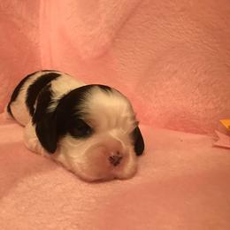 Cavalier King Charles Spaniel Puppies from Pleasant Meadows