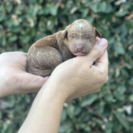 Girl 5 - female Poodle puppy in Modesto, California from Dry Creek Poodles