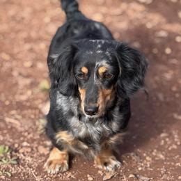 Bailey - Dachshund