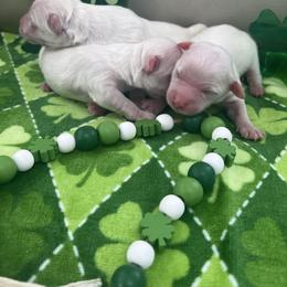 Finn - White Coton de Tulear puppy in Ludington, Michigan from Cotten's Sunset Kennels