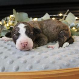 Sage - Sable male Bordoodle puppy in Ashland, Ohio from Cherry Blossom Doodles