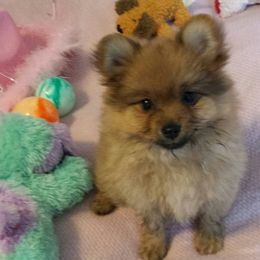 Pomeranians from BriKar's Pomeranians