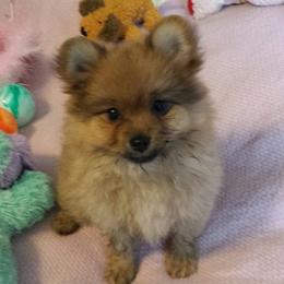 Pomeranians from BriKar's Pomeranians