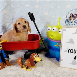 Dachshund Puppies from Blue Mountain Dachshunds