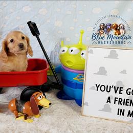 Dachshund Puppies from Blue Mountain Dachshunds