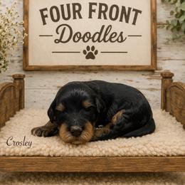 Crosley - Phantom male Bernedoodle puppy in Thornville, Ohio from Four Front Doodles & Friends