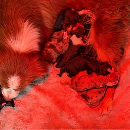 Mayhem - Red merle male Miniature Australian Shepherd puppy in Oronogo, Missouri from Dutton's Show Me Farms