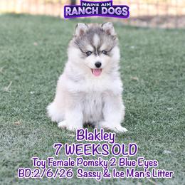 Blakley - Silver and white female Pomsky puppy in Humeston, Iowa from M.A.R. Dogs