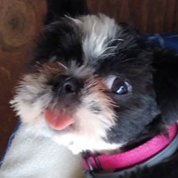 Belle - Shih Tzu