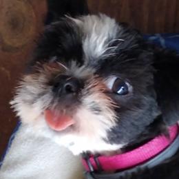 Belle - Shih Tzu
