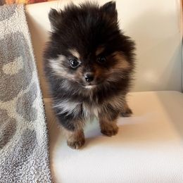 Pomeranian Puppies from DNA Pomeranians