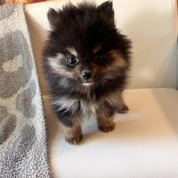 Pomeranian Puppies from DNA Pomeranians