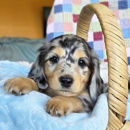 Toffee Candy - Dapple male Dachshund puppy in Grants Pass, Oregon from vom Treuen Wachter