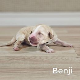 Benji - Cream male Goldendoodle puppy in Guthrie, Oklahoma from Edmond Doodles, LLC